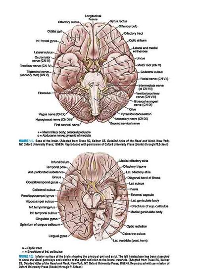 BRS Neuroanatomy (Board Review Series) Sixth Edition 2020